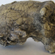 Illustration for article titled A Fascinating Study of How Creationists Understand Early Human Fossils